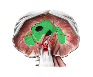 Central tendon of diaphragm (#2555)