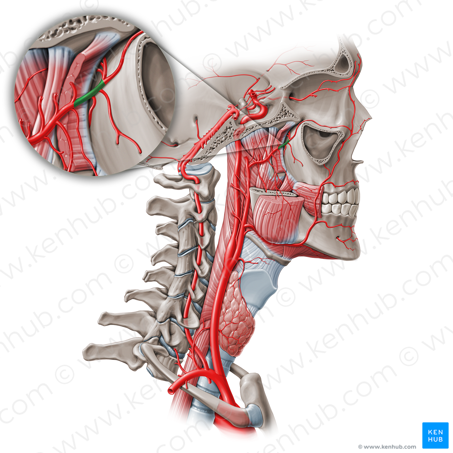 Pterygopalatine part of maxillary artery (#19079)