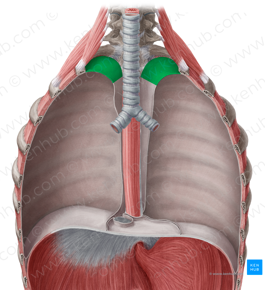 Cervical part of parietal pleura (#7682)