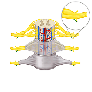 Gray ramus communicans of spinal nerve (#8635)