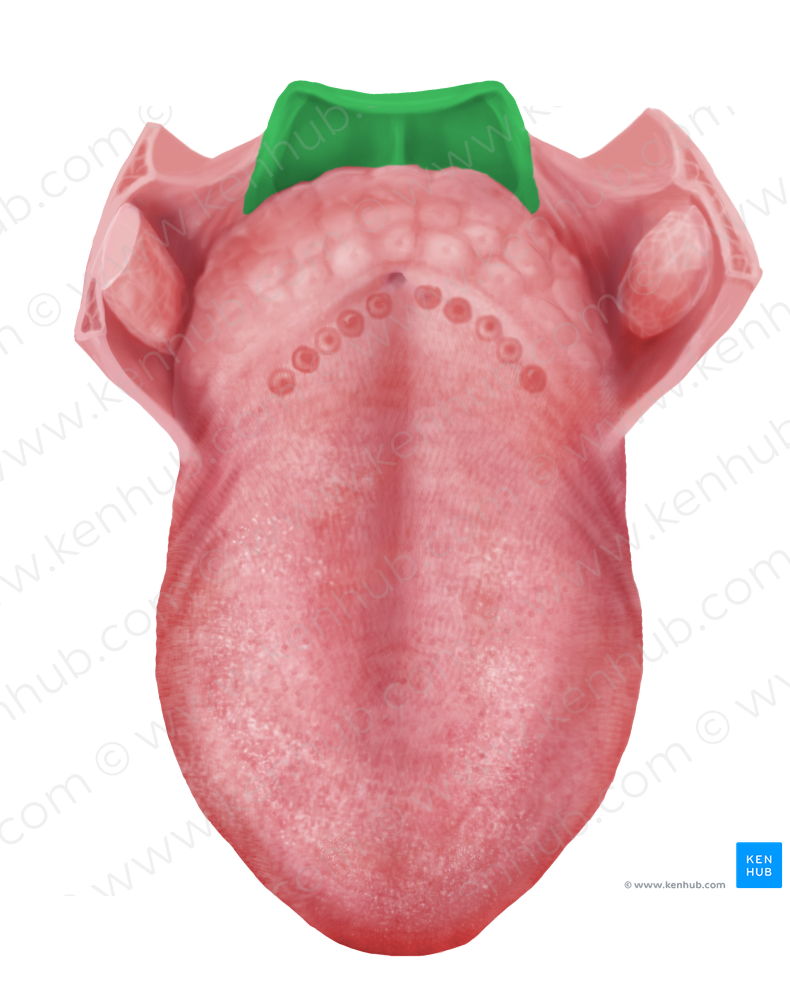 Epiglottis (#3412)