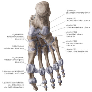 Ligaments of the foot (plantar view) (Portuguese)