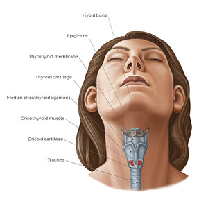 Larynx: anterior view (English)