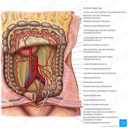 Arteries of the large intestine (German)