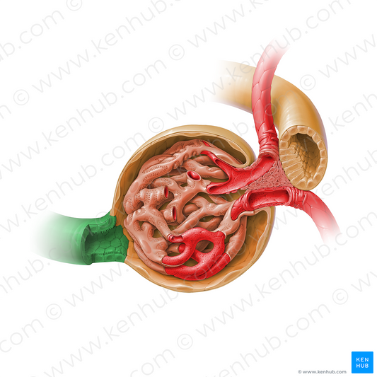 Proximal convoluted tubule (#17931)