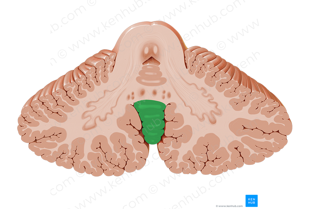 Vermis of cerebellum (#10739)