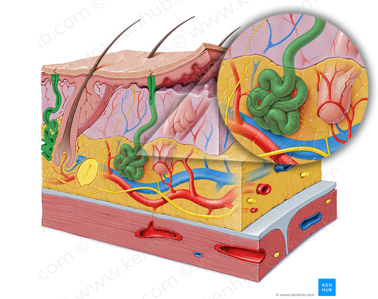 Sweat gland (#4117)