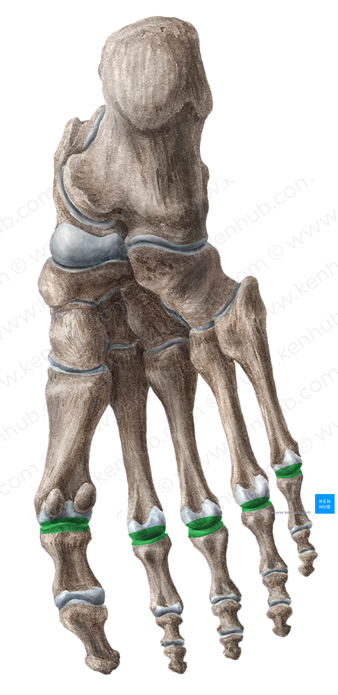 Metatarsophalangeal joints (#18600)