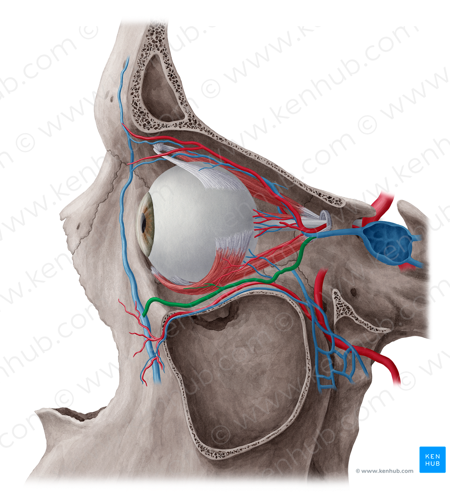 Inferior ophthalmic vein (#10445)