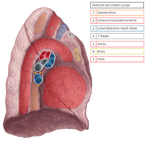 Impressions of left lung (German)