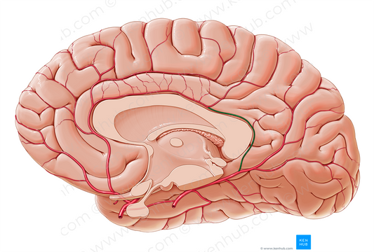 Dorsal branch to corpus callosum of medial occipital artery (#8675)