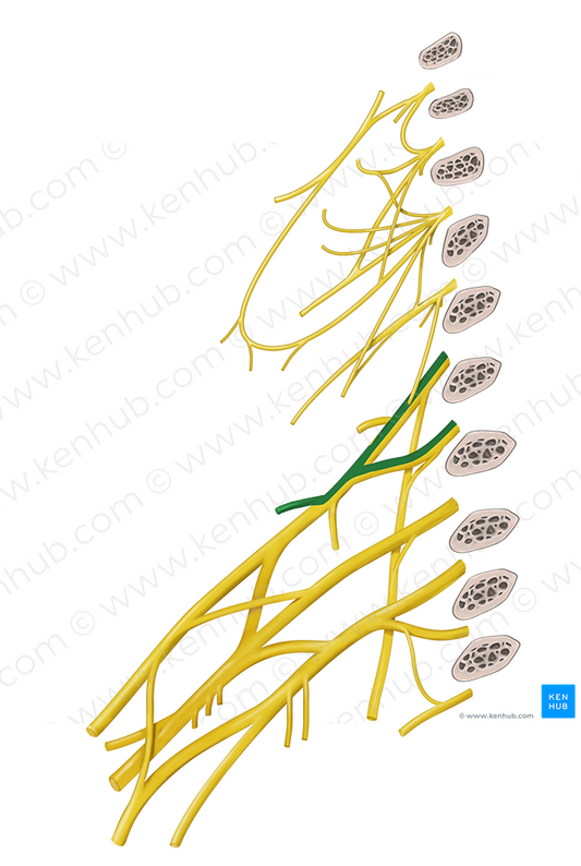 Suprascapular nerve (#6796)