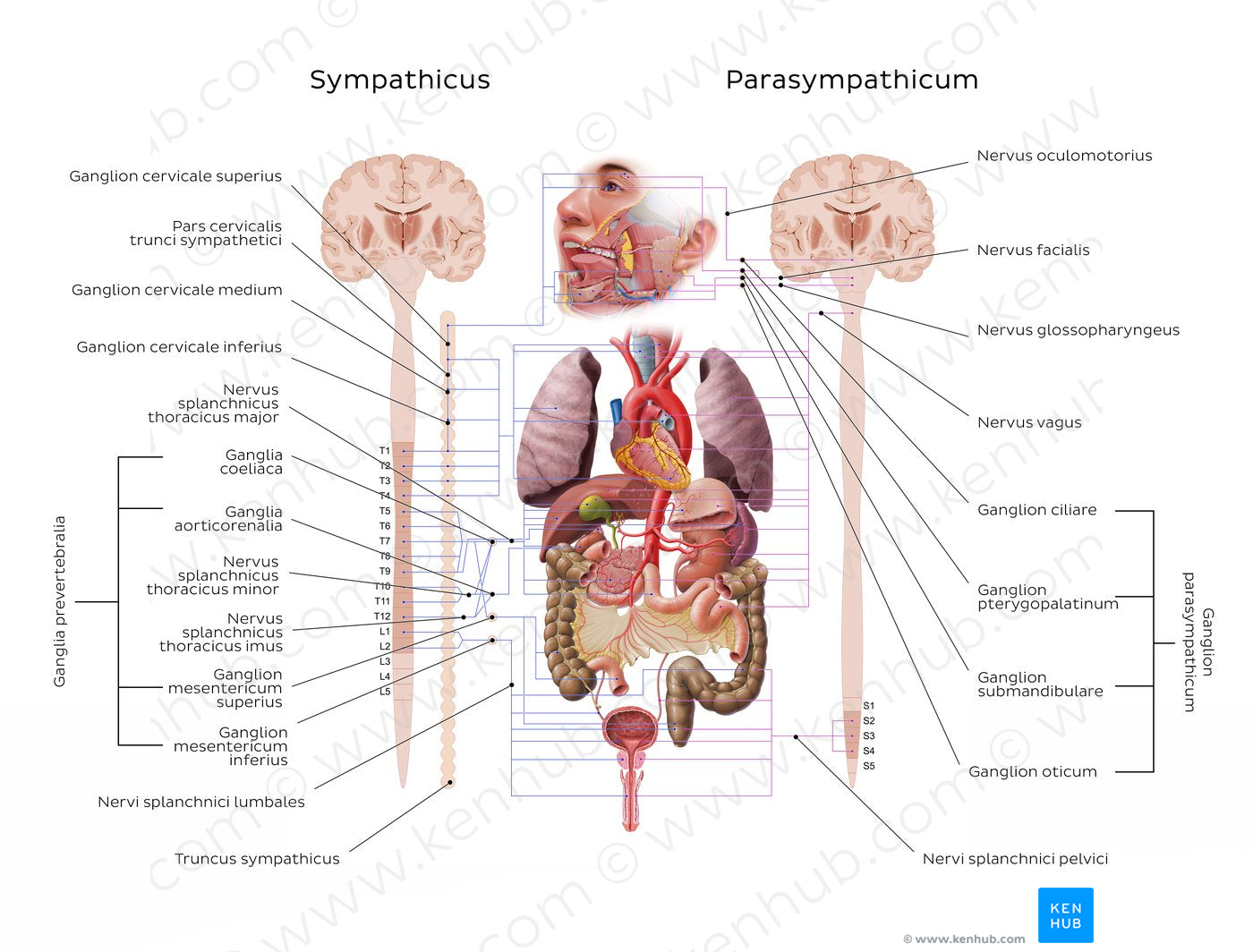 Autonomic nervous system (Latin)
