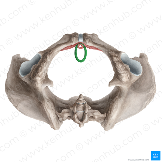 Sphincter urethrovaginalis (#21254)