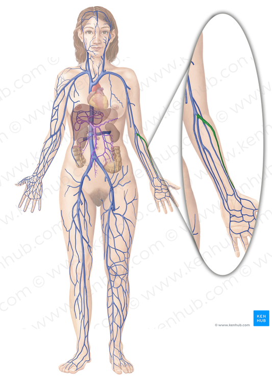 Radial veins (#10517)