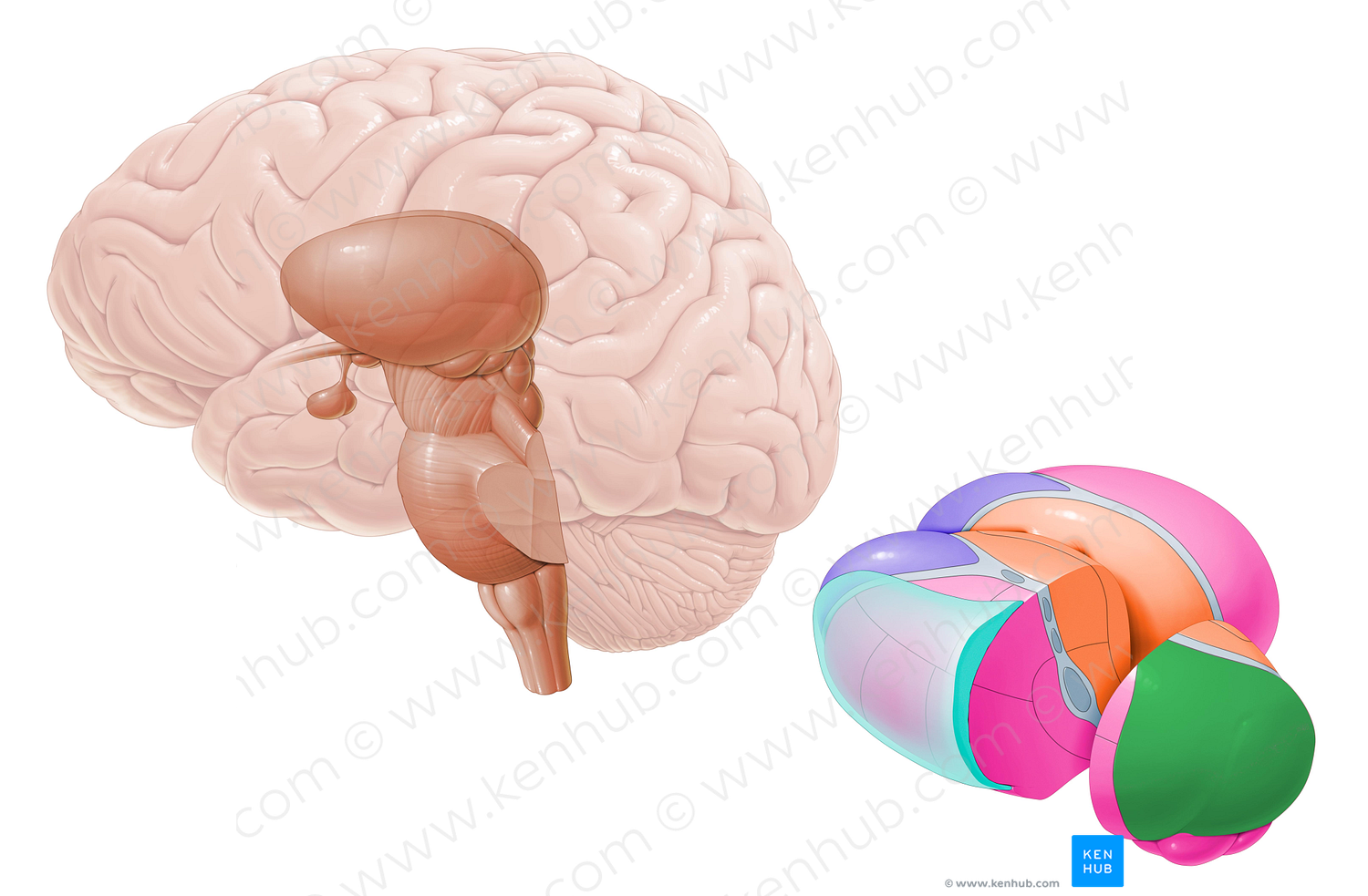 Pulvinar of thalamus (#8409)