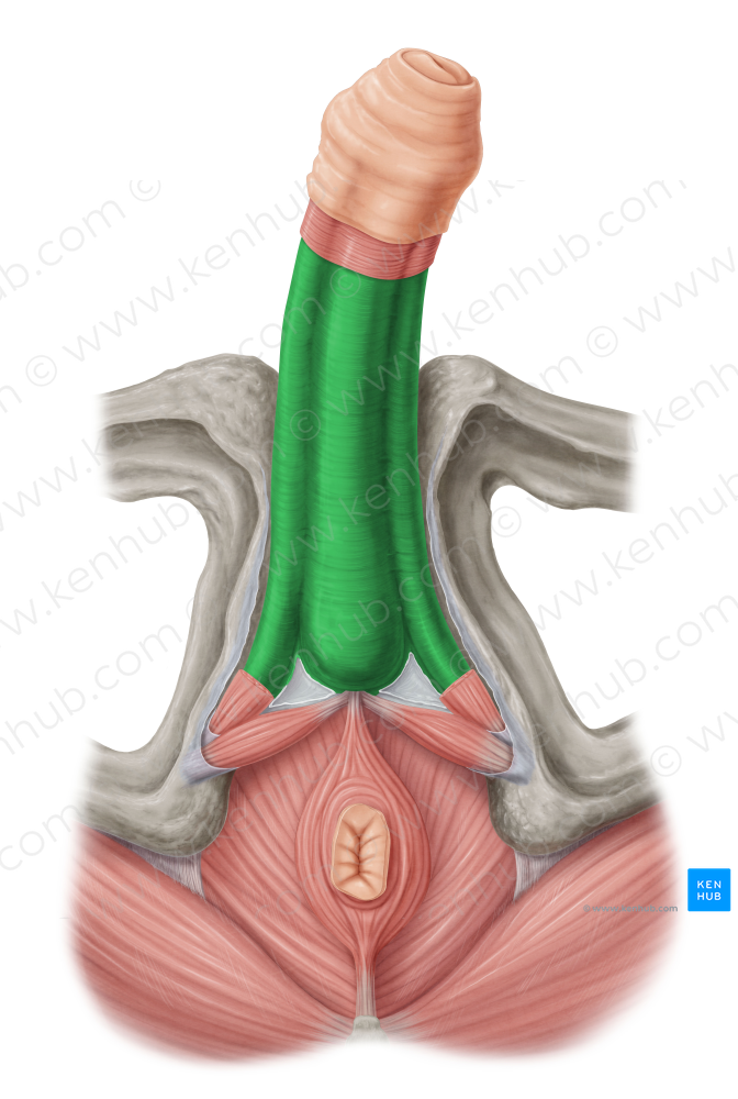 Deep fascia of penis (#3572)