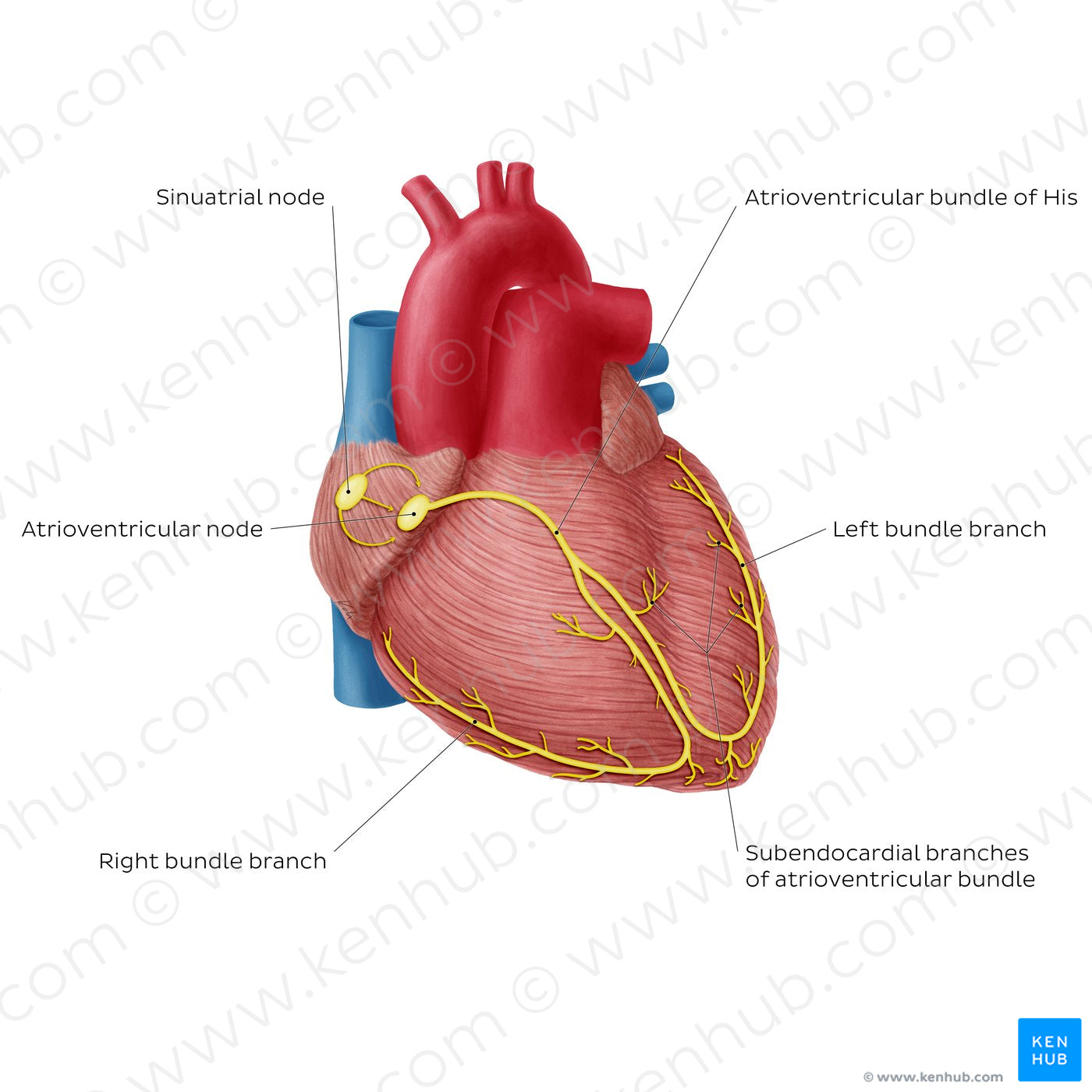 Conduction system of the heart (English)