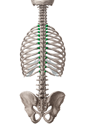 Transverse processes of vertebrae T1-T12 (#8330)