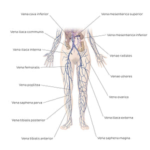 Cardiovascular system: Veins of the lower part of the body (Latin)