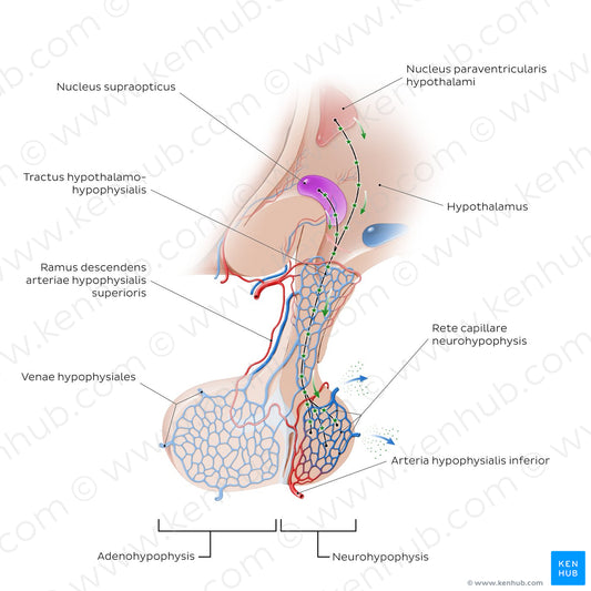 Hypothalamohypophyseal tract (Latin)