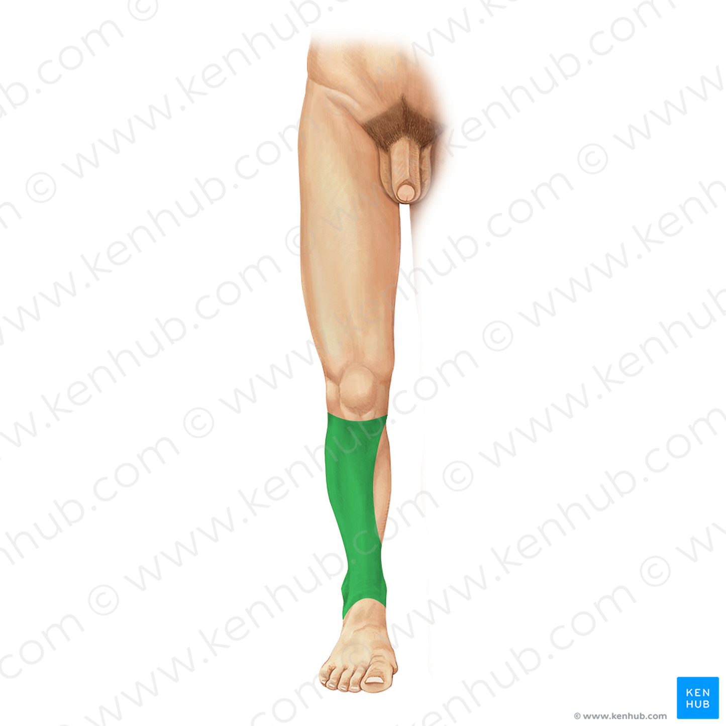 Anterior region of leg (#25)