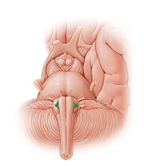 Hypoglossal nerve (#12803)