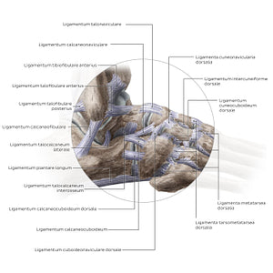 Ligaments of the foot (lateral view) (Latin)