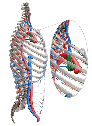 Superior vena cava (#10075)