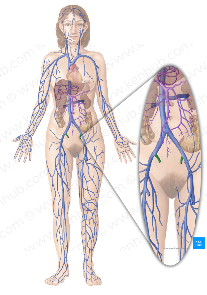 Internal iliac vein (#10319)