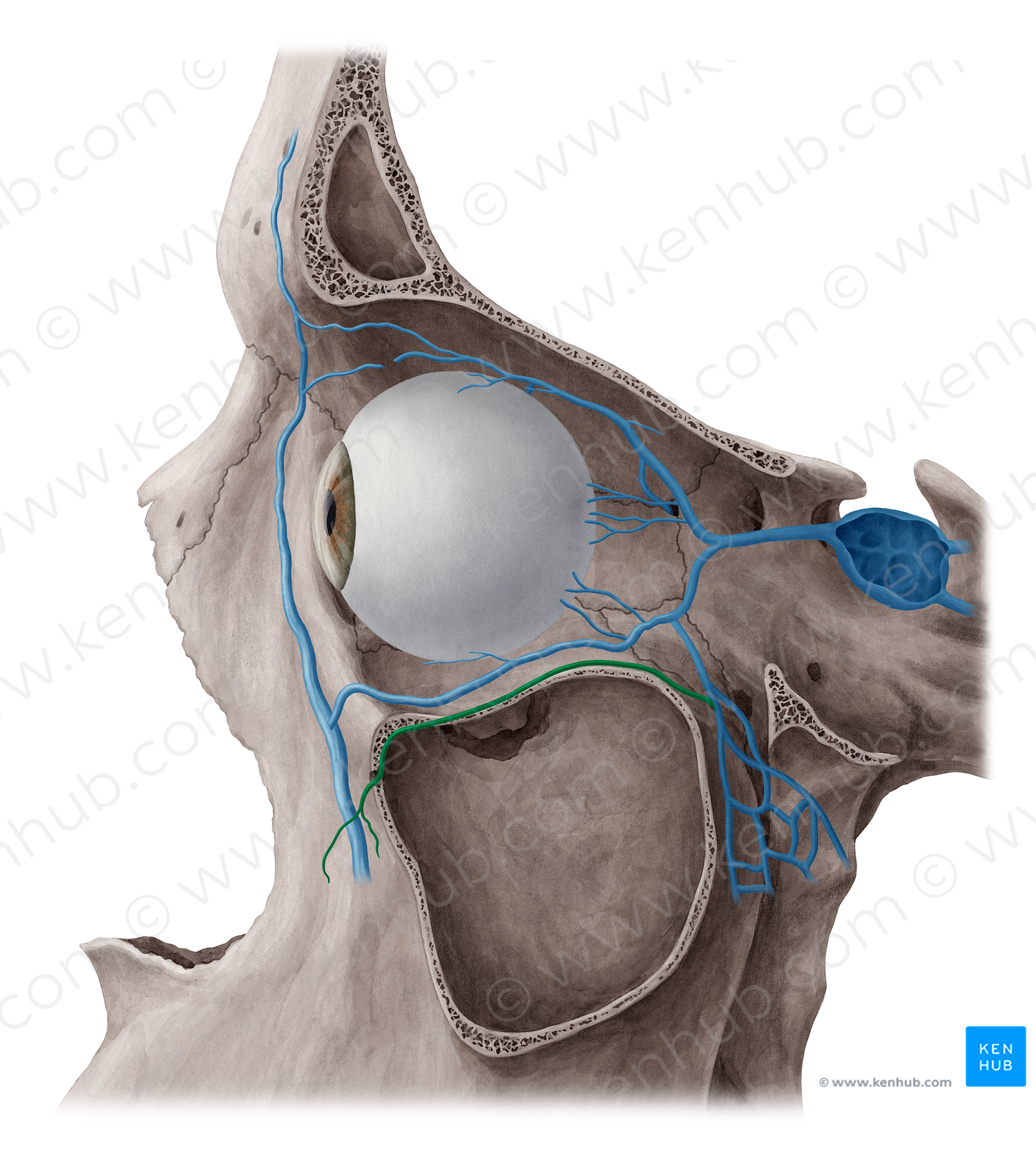 Infraorbital vein (#17335)