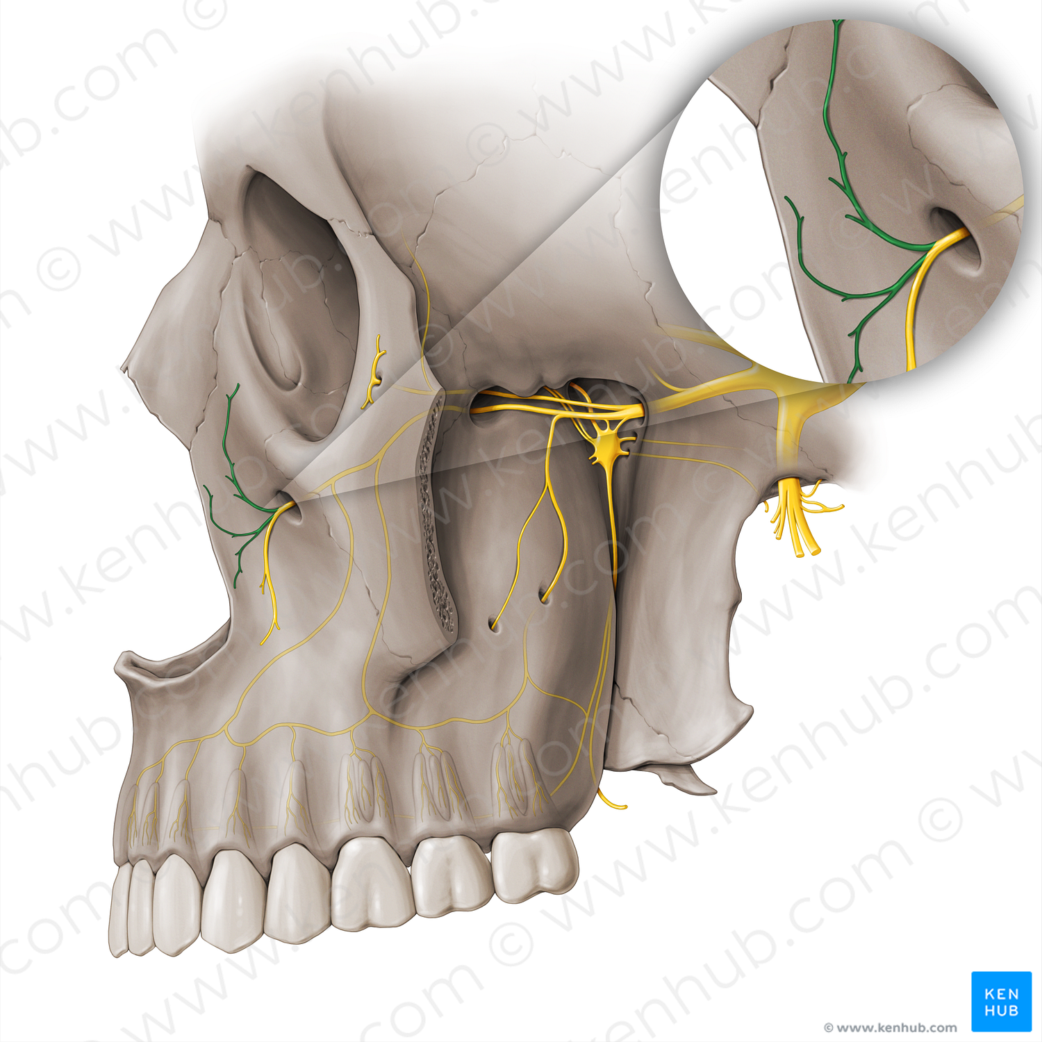 Nasal branches of infraorbital nerve (#18516)