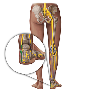 Plantar nerves (#19364)