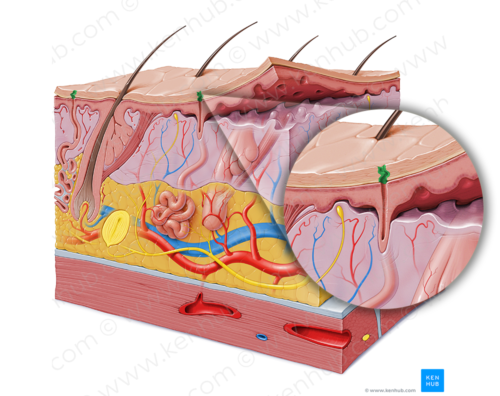 Sweat pore (#8148)