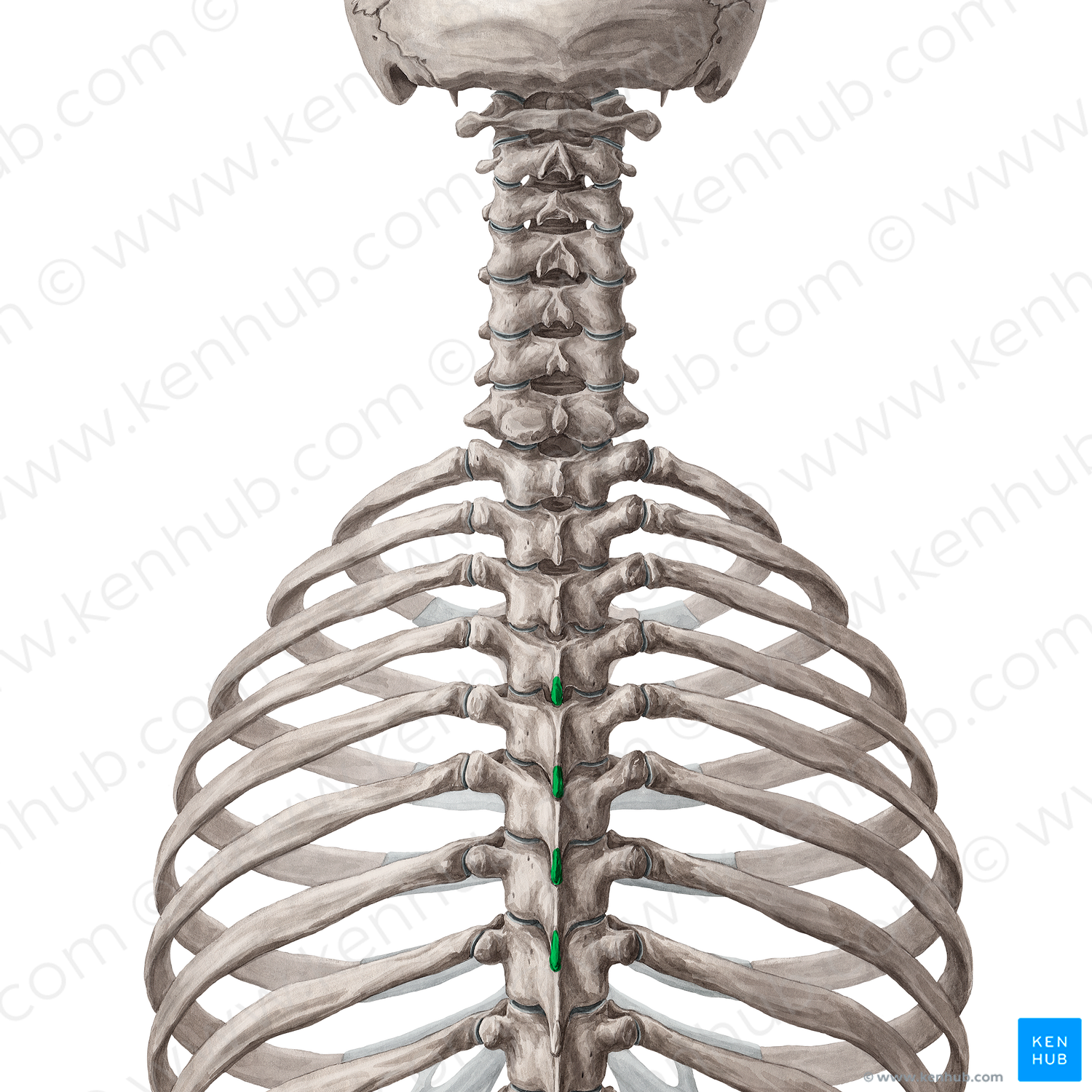 Spinous processes of vertebrae T4-T7 (#14484)