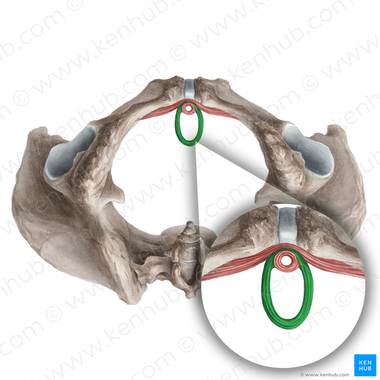 Sphincter urethrovaginalis (#21253)