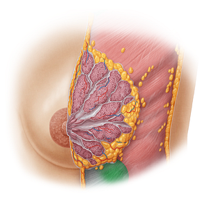 Rectus abdominis muscle (#19615)