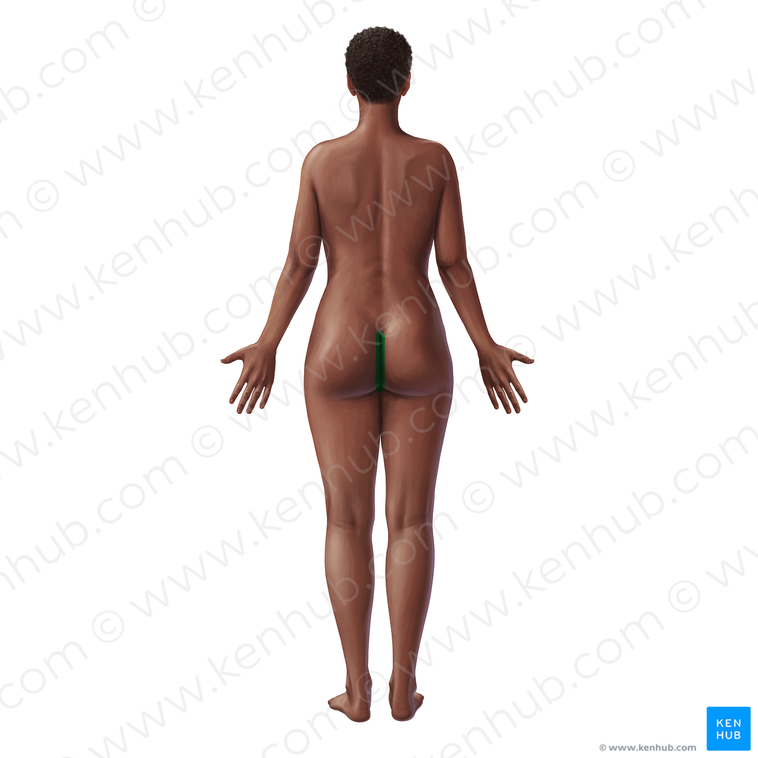 Intergluteal cleft (#20994)