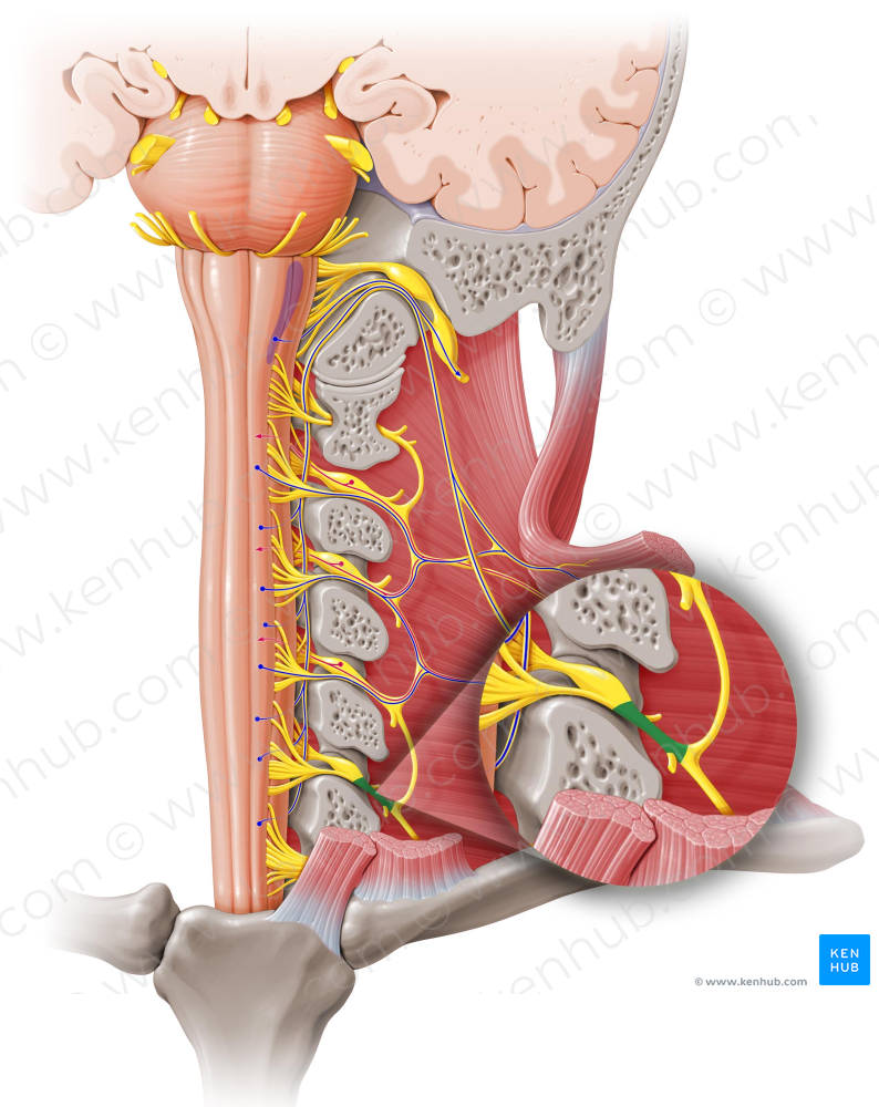 Spinal nerve C5 (#6741)