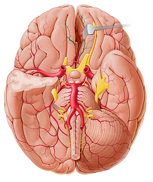 Medial orbitofrontal artery (#1262)