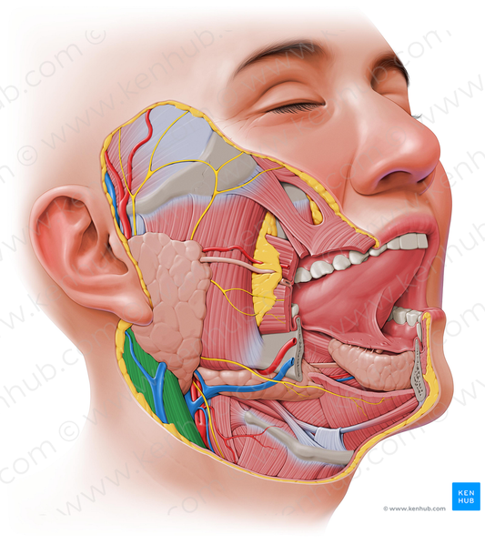 Sternocleidomastoid muscle (#6005)