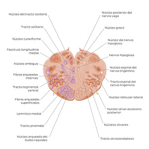 Medulla oblongata: Hypoglossal nerve level (Spanish)