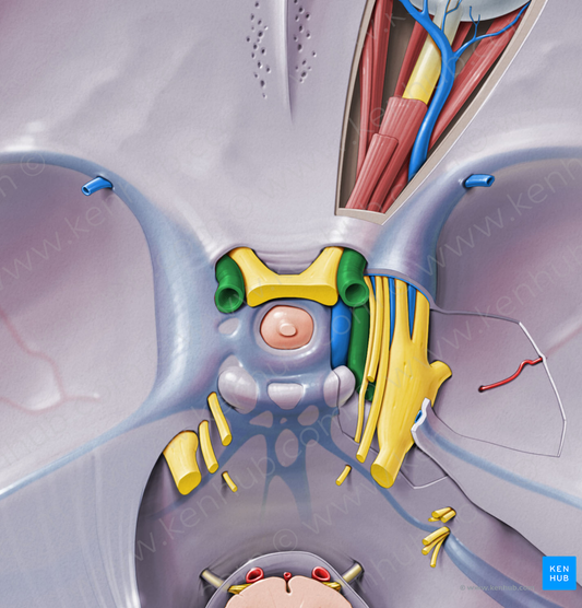 Internal carotid artery (#973)