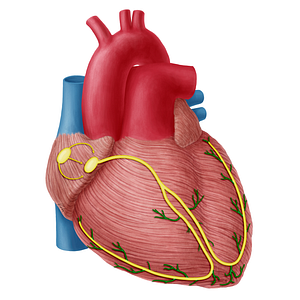 Subendocardiac branches of atrioventricular bundle (#20326)