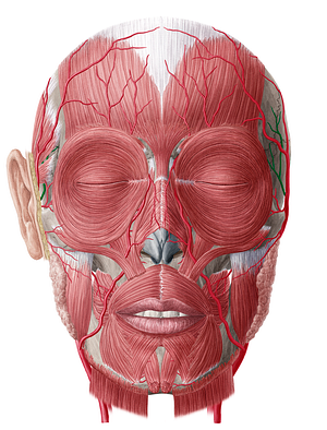 Middle temporal artery (#1886)