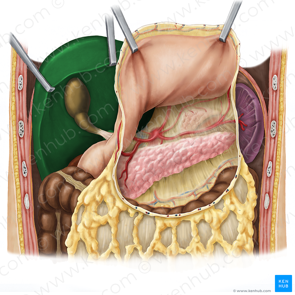 Liver (#4228)