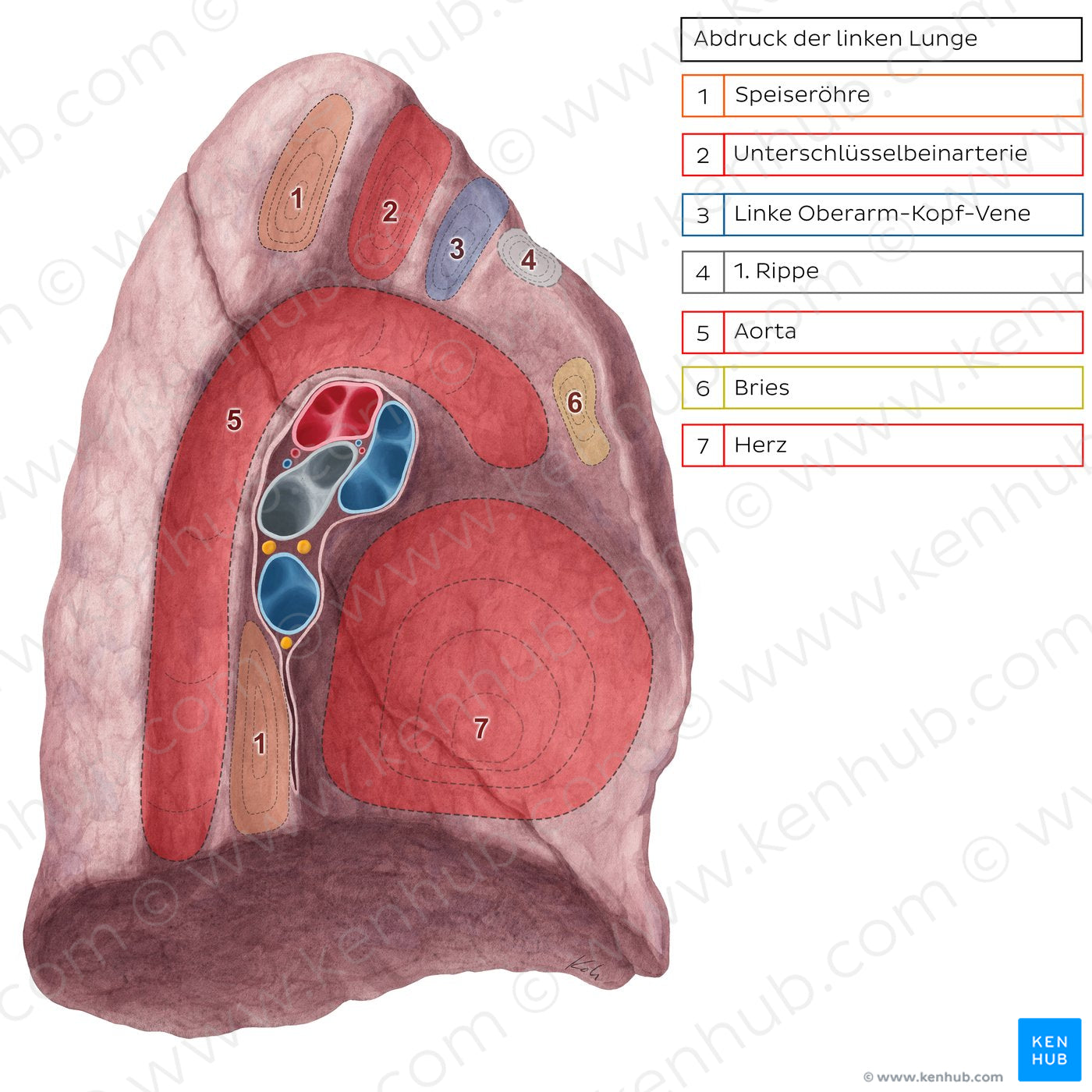 Impressions of left lung (German)