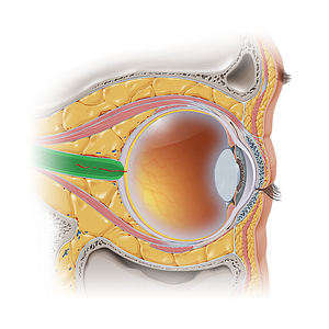 Optic nerve (#6647)