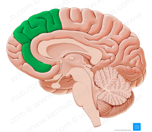 Medial frontal gyrus (#4175)