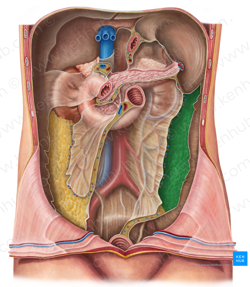 Descending colon (#2723)